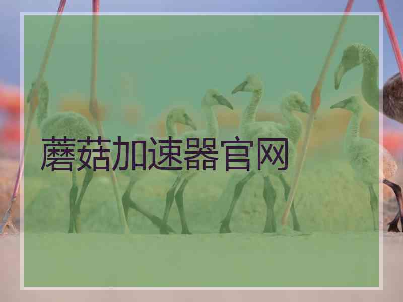 蘑菇加速器官网